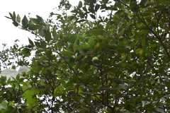 Atalantia monophylla